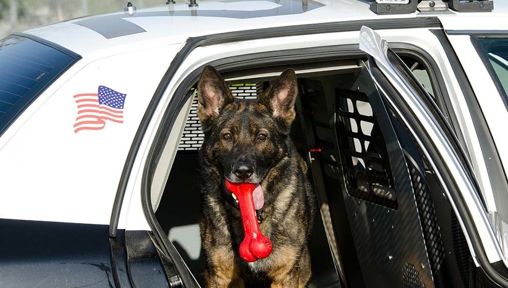 15 Best Police Dog Breeds in the US