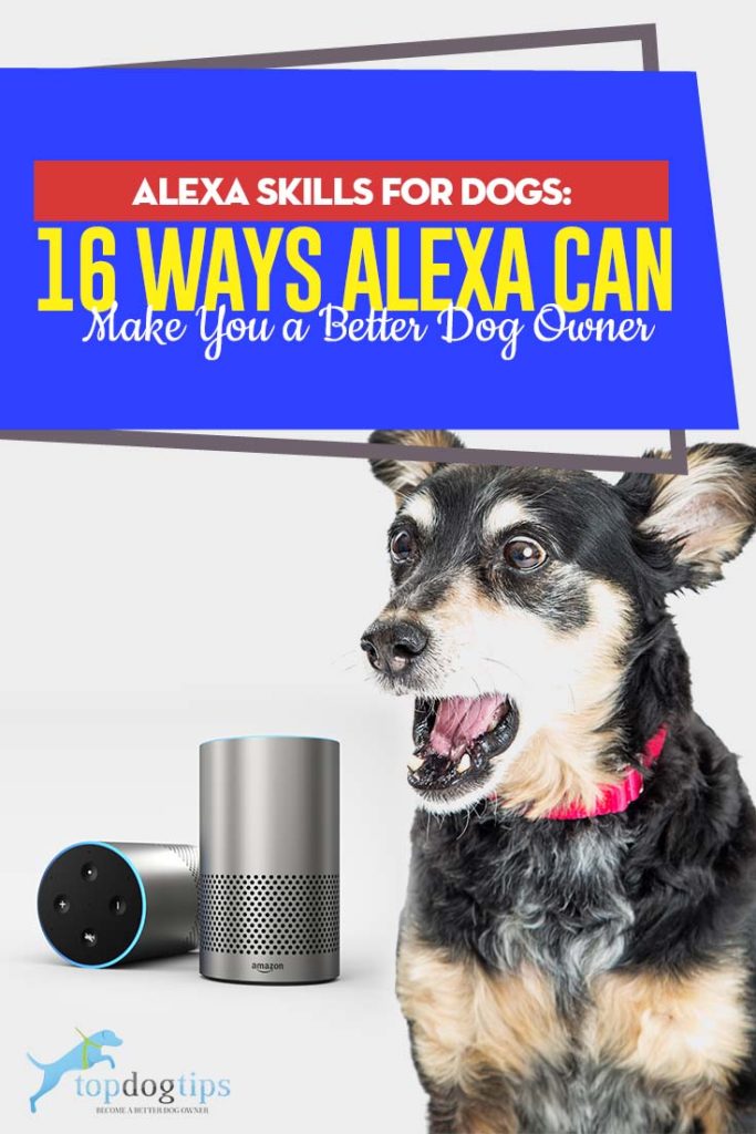 16 Ways Amazon Alexa and Echo Helps Dog Owners