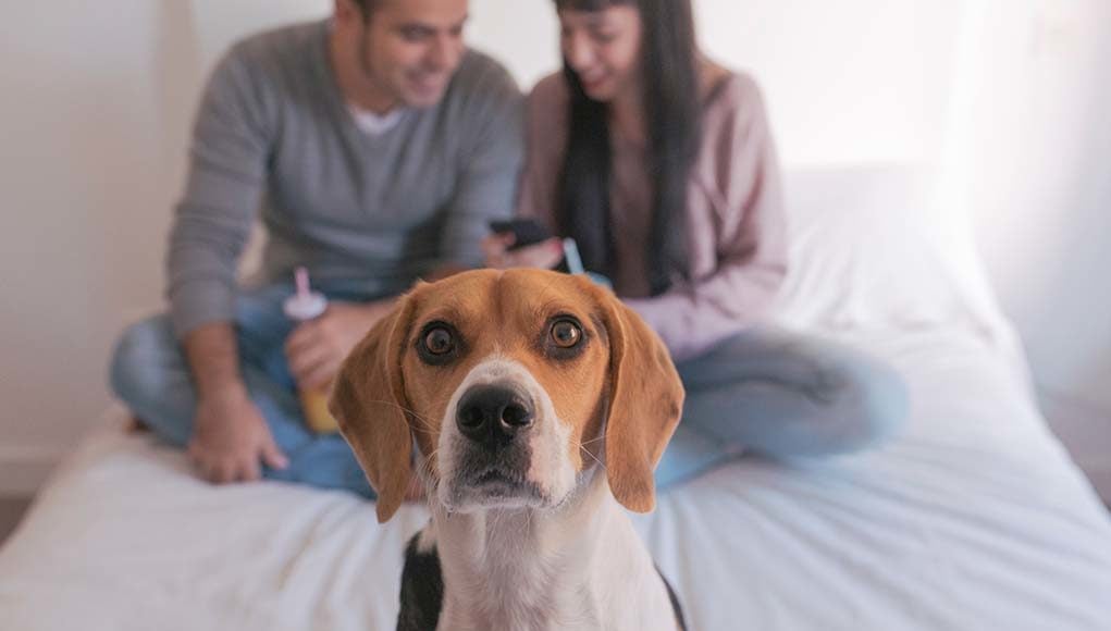 5 Ways Your Smartphone Addiction Is Negatively Affecting Your Dog