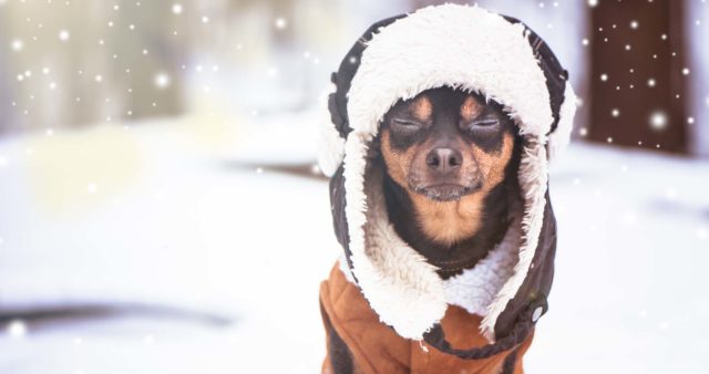 50 Best Dog Winter Clothes