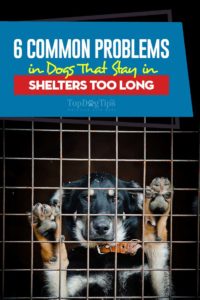 6 Common Problems in Dogs That Stay in Shelters