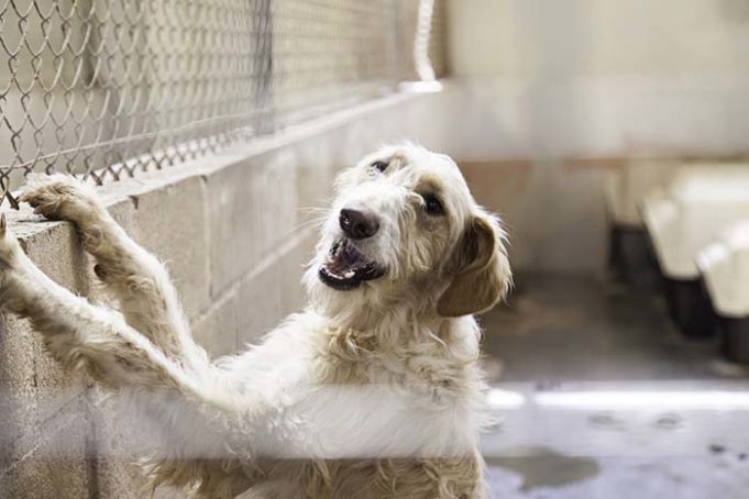 6 Common Problems in Dogs That Stay in Shelters