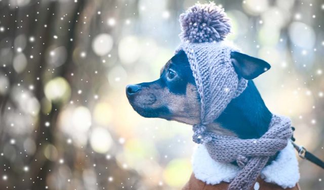 7 Essential Winter Dog Products to Start Shopping for Right Now