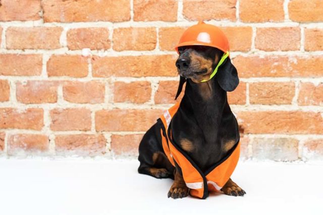 8 Jobs That Dogs Would Be Awesome At