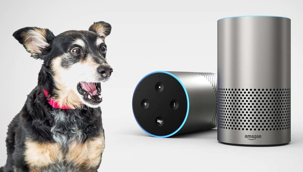 Alexa Skills for Dog Owners - 16 Ways It Can Help You Be a Better Owner