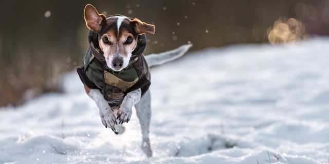 Best Dog Winter Coat Products