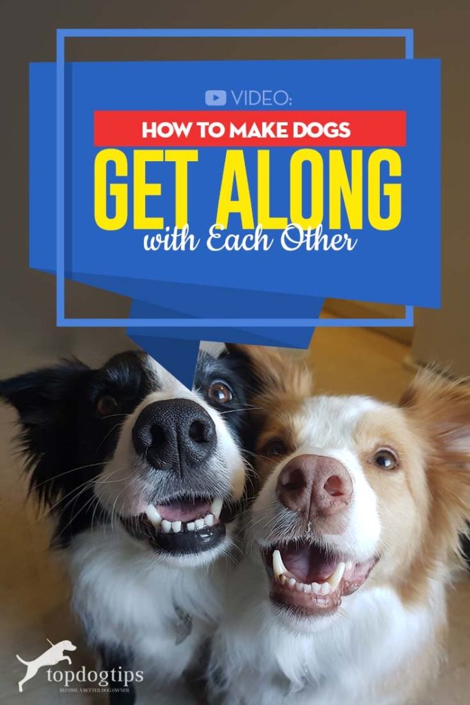 Best Tips on How to Make Dogs Get Along and Love Each Other