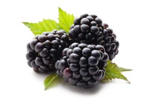 Blackberries for dogs