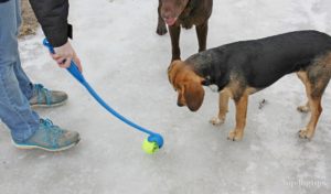 Chuckit! Sport Launcher Dog Toy Review