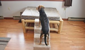 Dallas Manufacturing Company 4-Stair Pet Steps Review