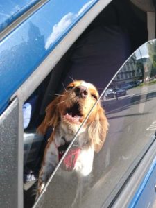 Dangers of Dogs in Hot Cars