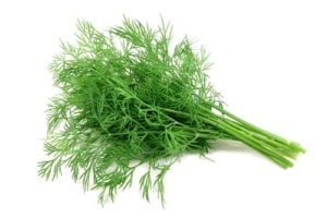 Dill for dogs