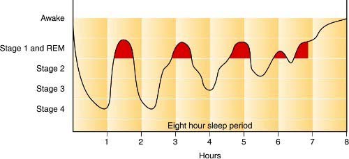 Dog REM sleep graph