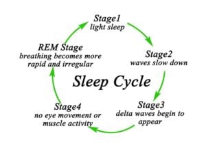 Dog sleep cycle