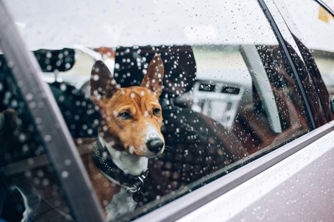 Elon Musk Exploring 'Dog Mode' Feature to Safely Leave Pets in Tesla Cars