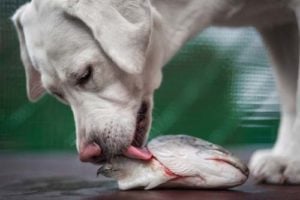 Fish for dogs is a healthy source of omega-3 fatty acids, protein and good fats