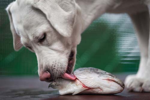 Fish for dogs