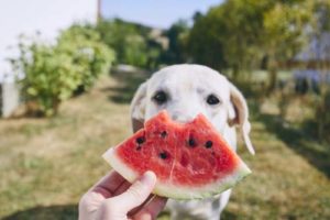 Many fruits for dogs are fine to eat and are even healthy