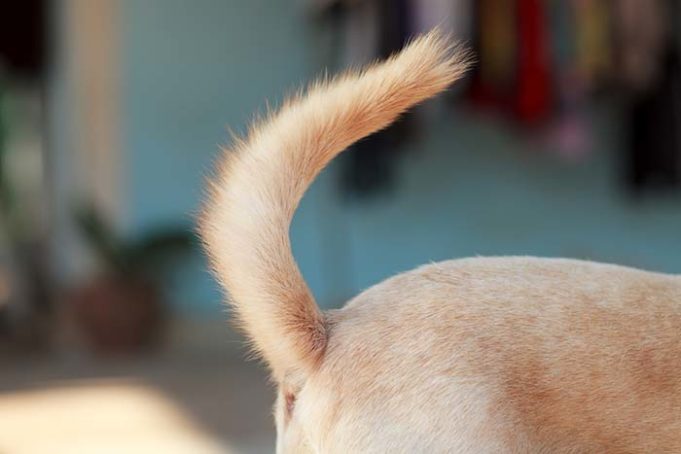 happy tail syndrome in dogs