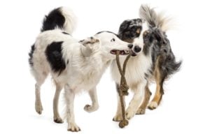 Tips on making dogs to get along and like each other