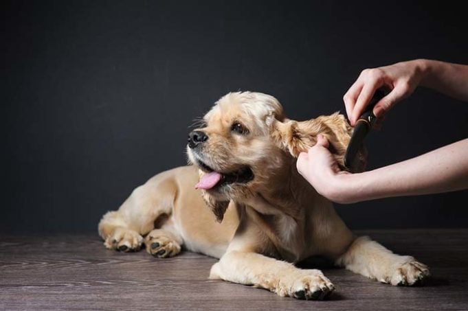 How to Keep a Dog Safe and Calm During Grooming and Cleaning