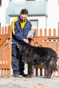 How to get a dog to stop barking at mailman