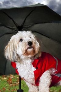 Invest in a Dog Raincoat