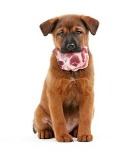 Meat for dogs is easily the best of human foods dogs can eat