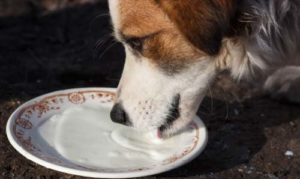 Milk for dogs (as well as yogurt and similar dairy products) are totally fine in moderation