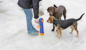 Nerf Dog Tennis Ball Blaster Launcher Review