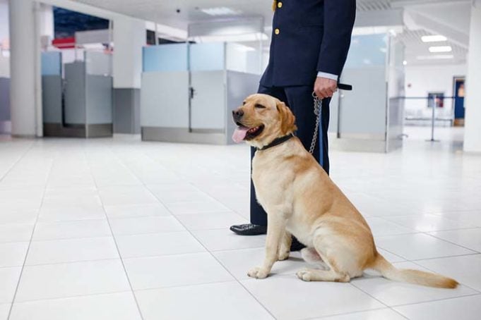 New Study Explains Detection Dog Errors in Sniffing Poop