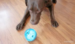 Our Pets IQ Treat Ball