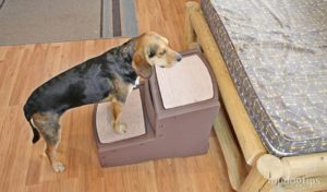 Pet Gear Easy Step II Pet Stairs Review