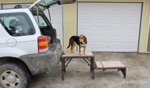 Pet Gear Free Standing Pet Stairs for Dogs Review