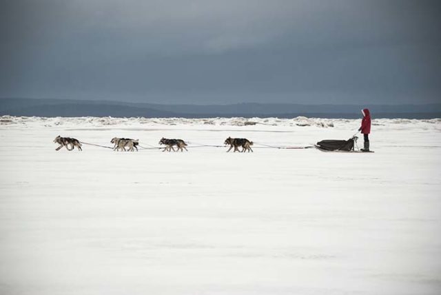 Sled Dogs in Greenland are Becoming Extinct, Report Says