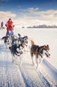 Sled dogs in Greenland