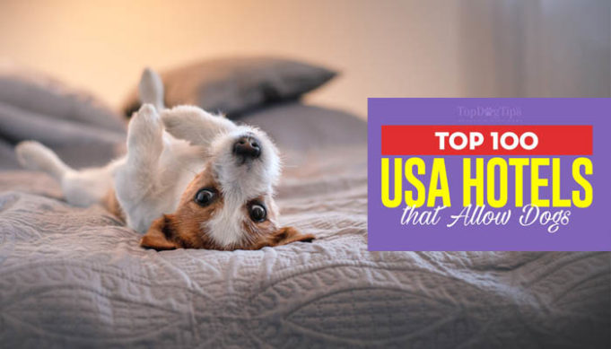 The 100 Best Hotels That Allow Dogs in the USA