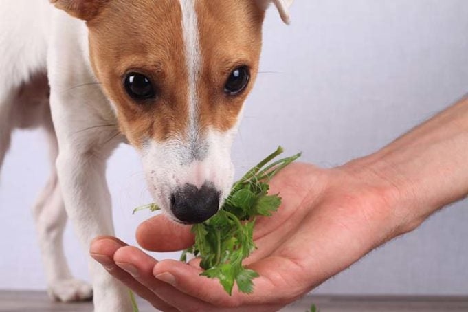 The 3 Best Herbs to Naturally Treat Your Dog's Upset Stomach