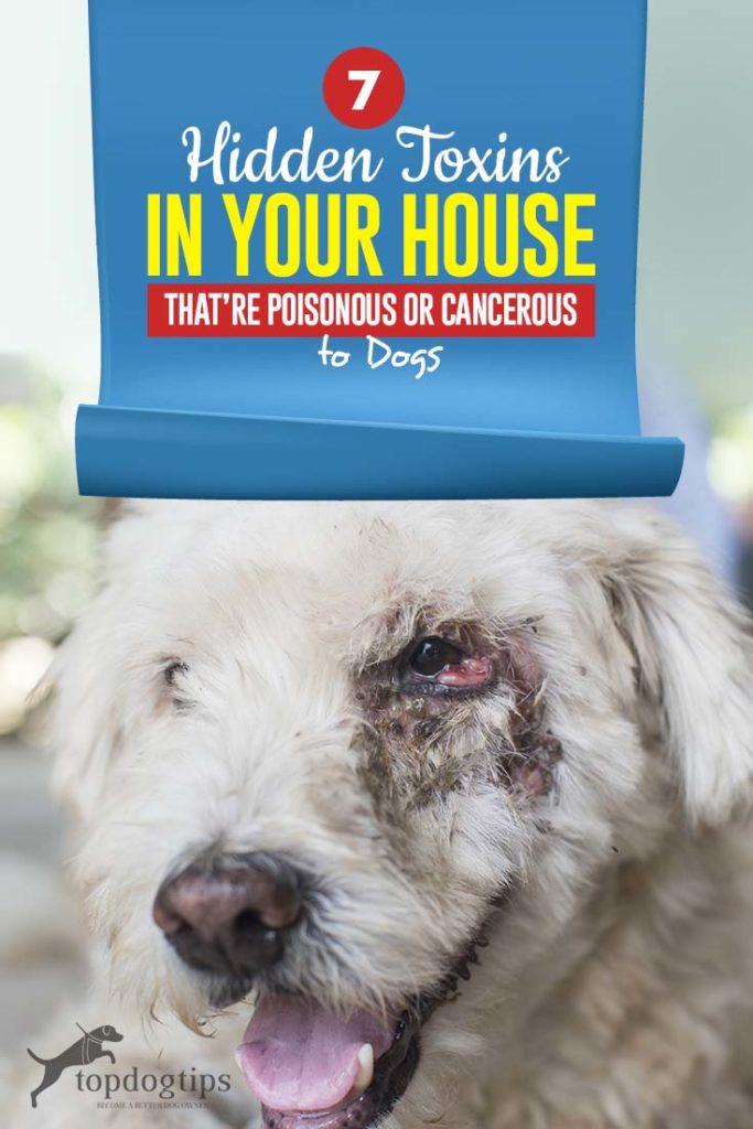 The 7 Hidden Toxins in Your House That're Poisonous or Cancerous to Dogs