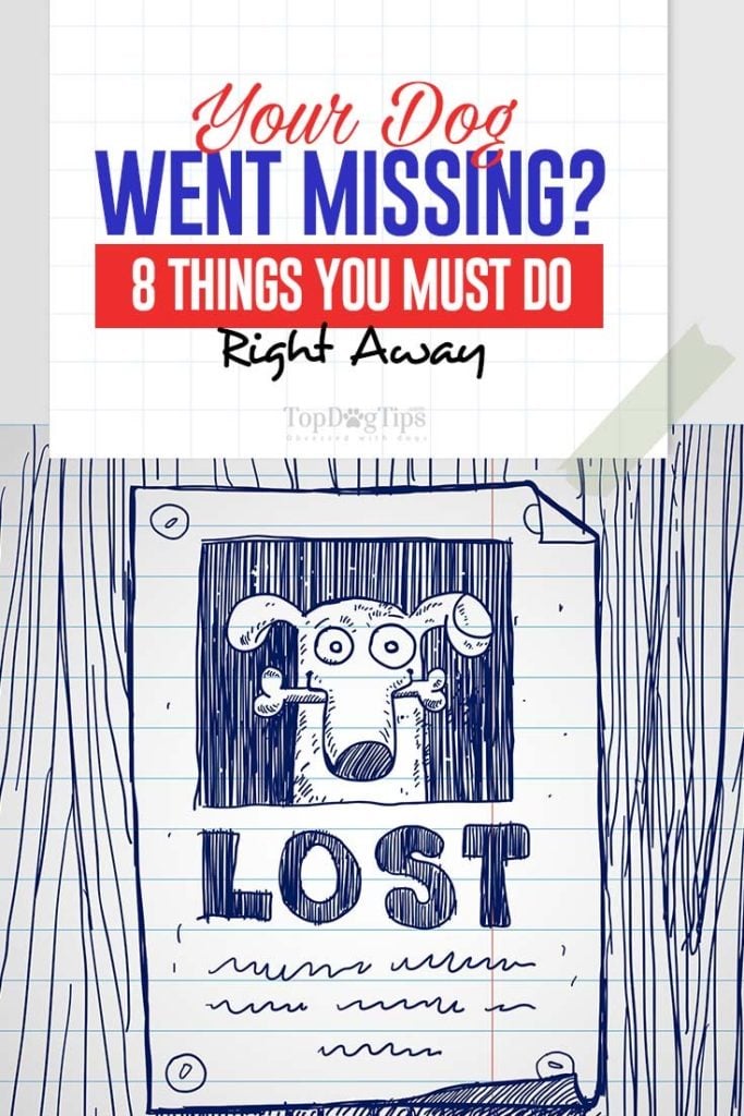 The Guide on How to Find a Missing Dog