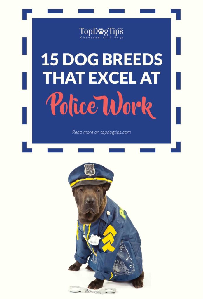 The Most Popular Police Dog Breeds