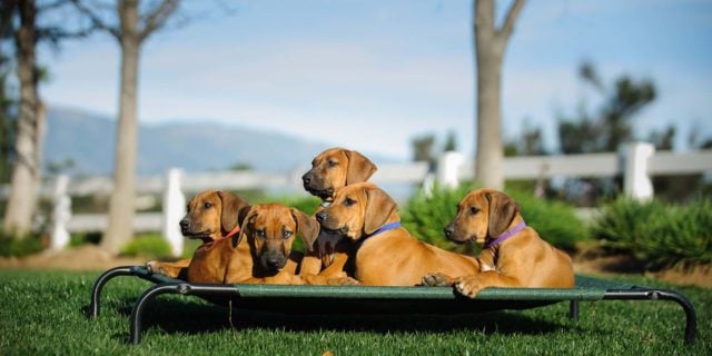 Top 50 Most Tough Dog Beds