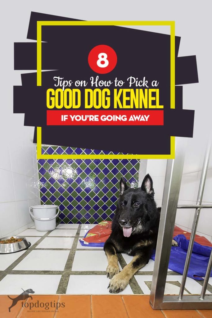 Top 8 Tips on How to Pick a Good Dog Kennel If You're Going Away