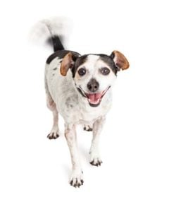 Treating Happy Tail Syndrome in Dogs