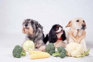 Vegetables for dogs are one of the best among human foods dogs can eat