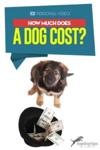 Video Guide - How Much Does a Dog Cost