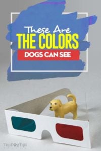 What Colors Do Dogs See - Here's the Answer