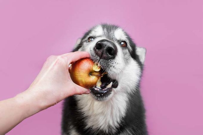 What Fruits Can Dogs Eat