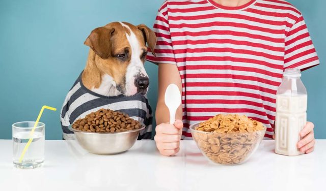 What Human Food Can Dogs Eat