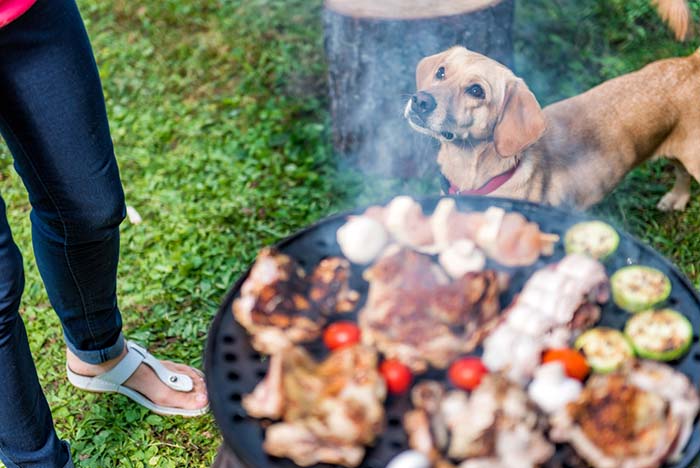 What Human Food Can Dogs Eat - Consider These Options